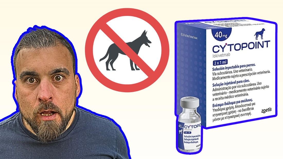 Cytopoint Injection Safety & Biggest Side Effects – The Pet Quarter